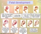 Fetal gelişim (İngilizce)